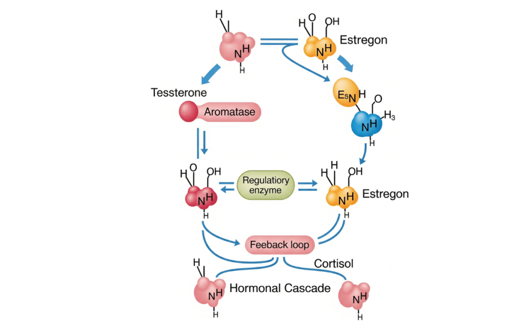 Hormone conversion diagram showing testosterone to estrogen aromatization and cortisol effect on belly fat